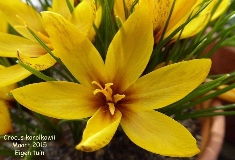 Крокус Йеллоу Маммот