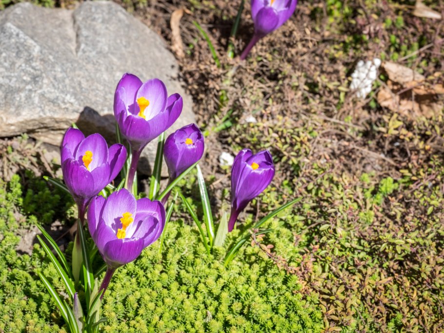 Крокус на белом фоне для детей