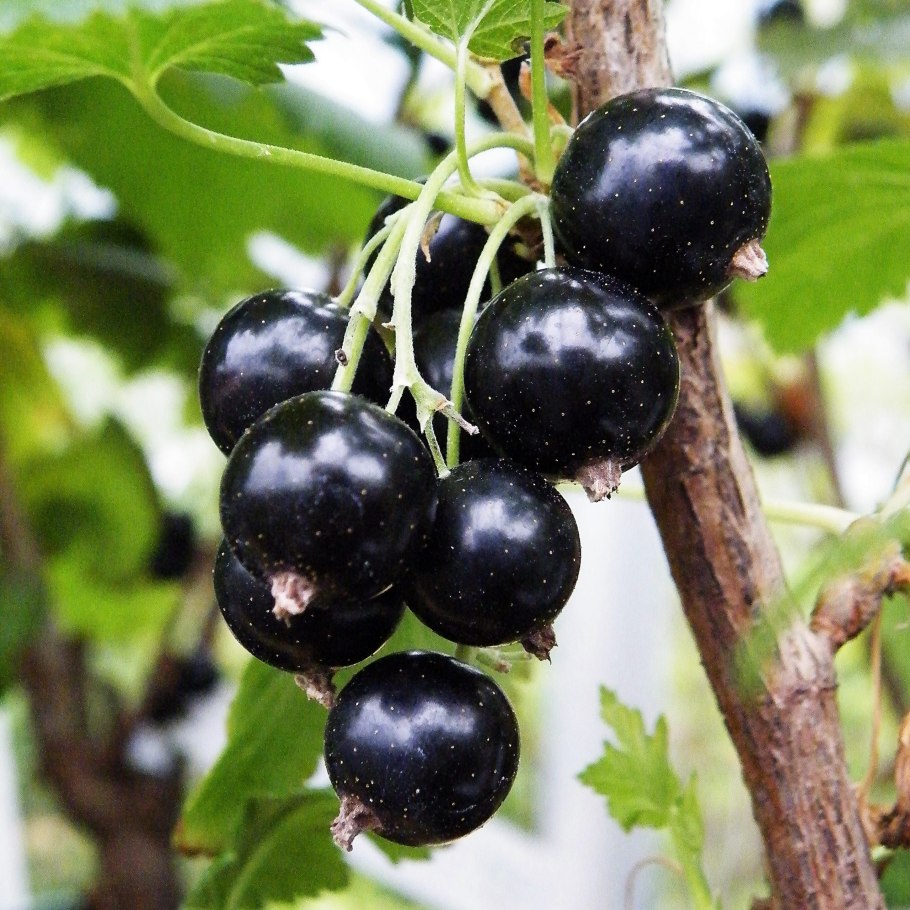 Смородина черная Литвиновская