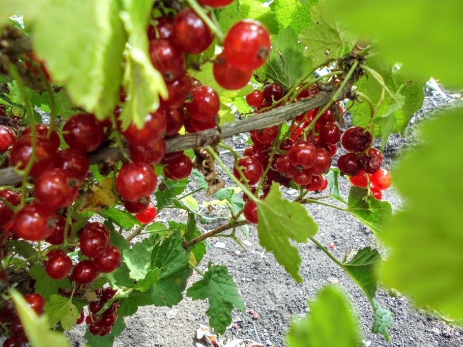 Смородина черная (ribes nigrum l.)