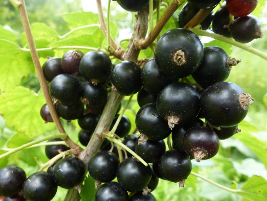 Смородина черная (ribes nigrum l.)