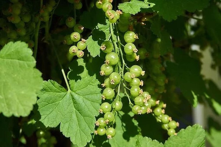 Смородина (ribes)