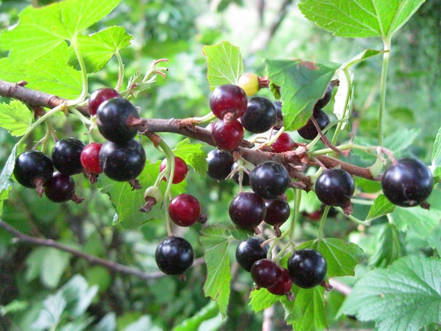 Цветная смородина