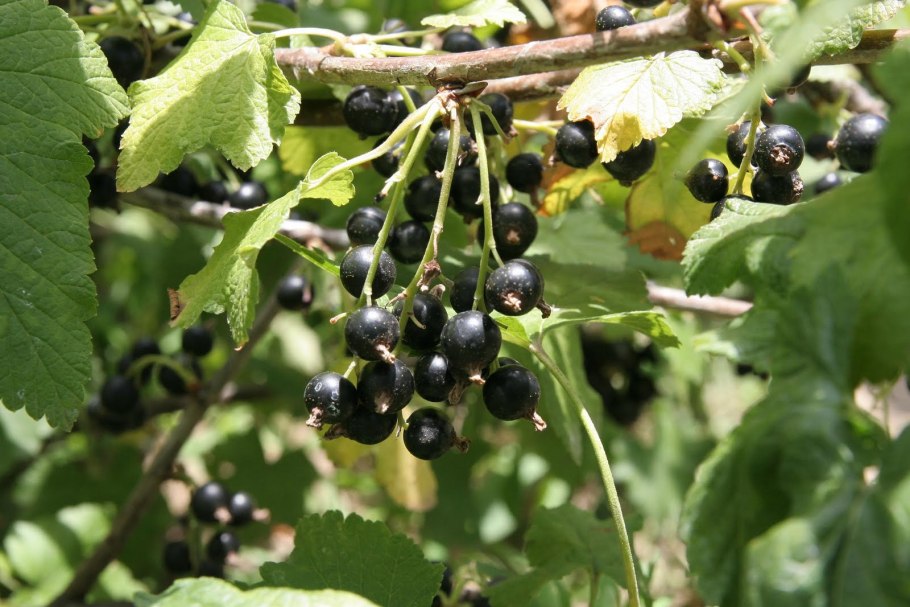 Смородина черная (ribes nigrum l.)