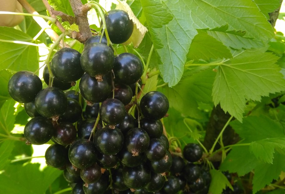 Смородина черная Агата куст