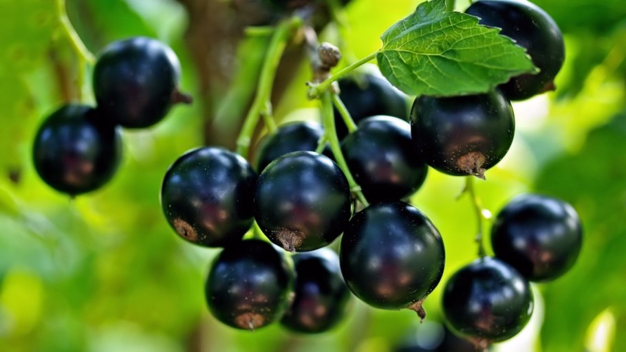 Смородина черная (ribes nigrum l.)