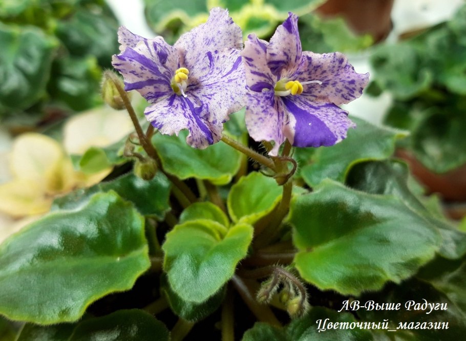АВ вологодские росы фиалка