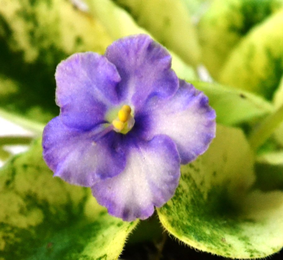 Фиалка дружные ребята