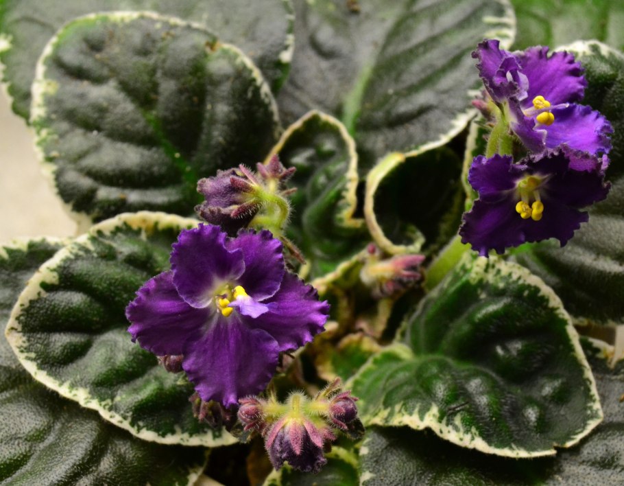 Фиалка AE avantiura