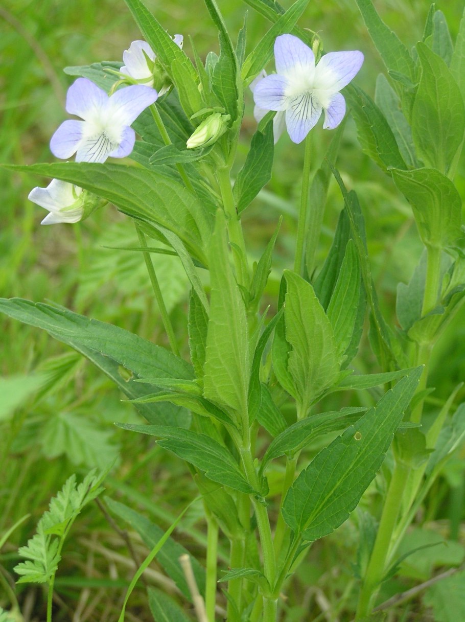 Viola elatior Fries.
