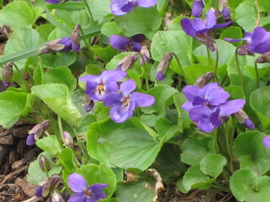 Королевская фиалка Садовая