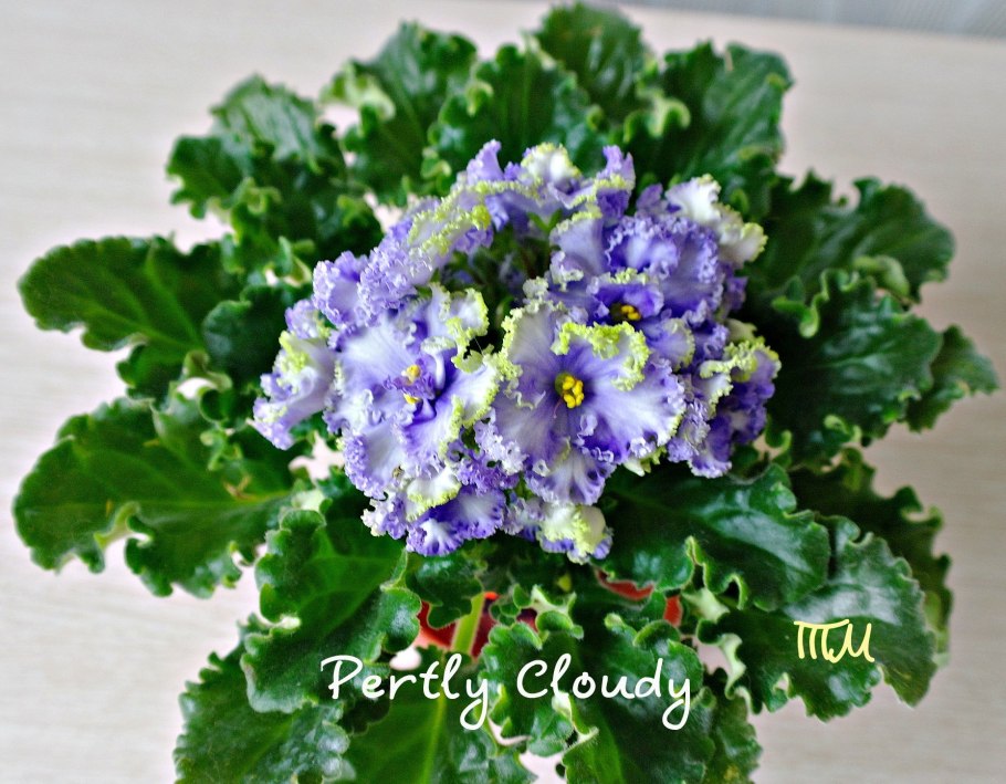 Фиалка джунгарик