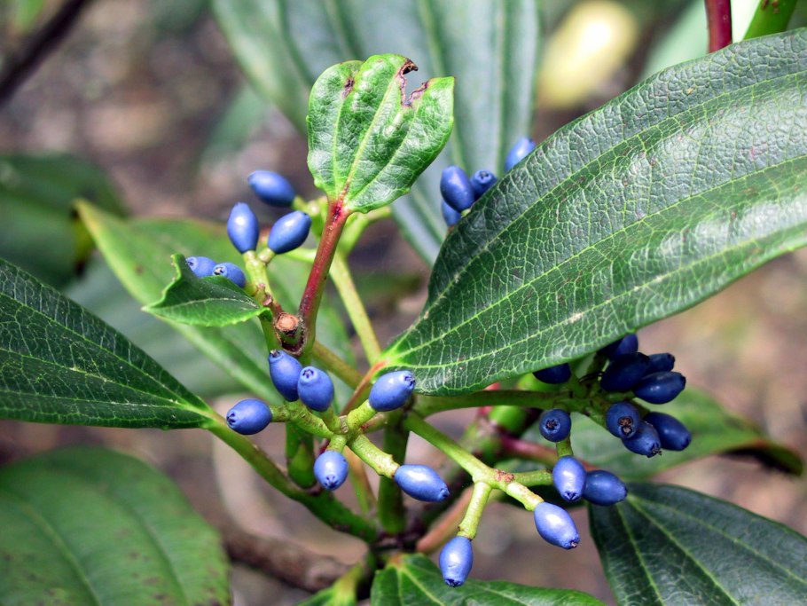 Thermopsis lanceolata термопсис ланцетный