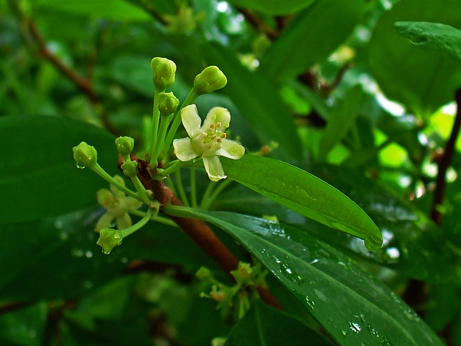 Дерево Кока (Erythroxylon Coca)