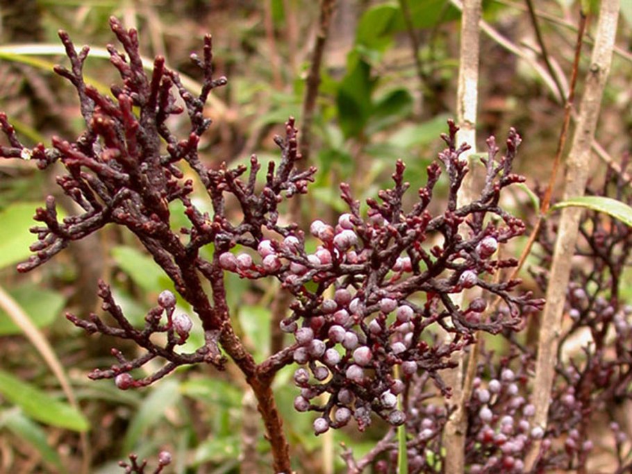 Streptopus amplexifolius