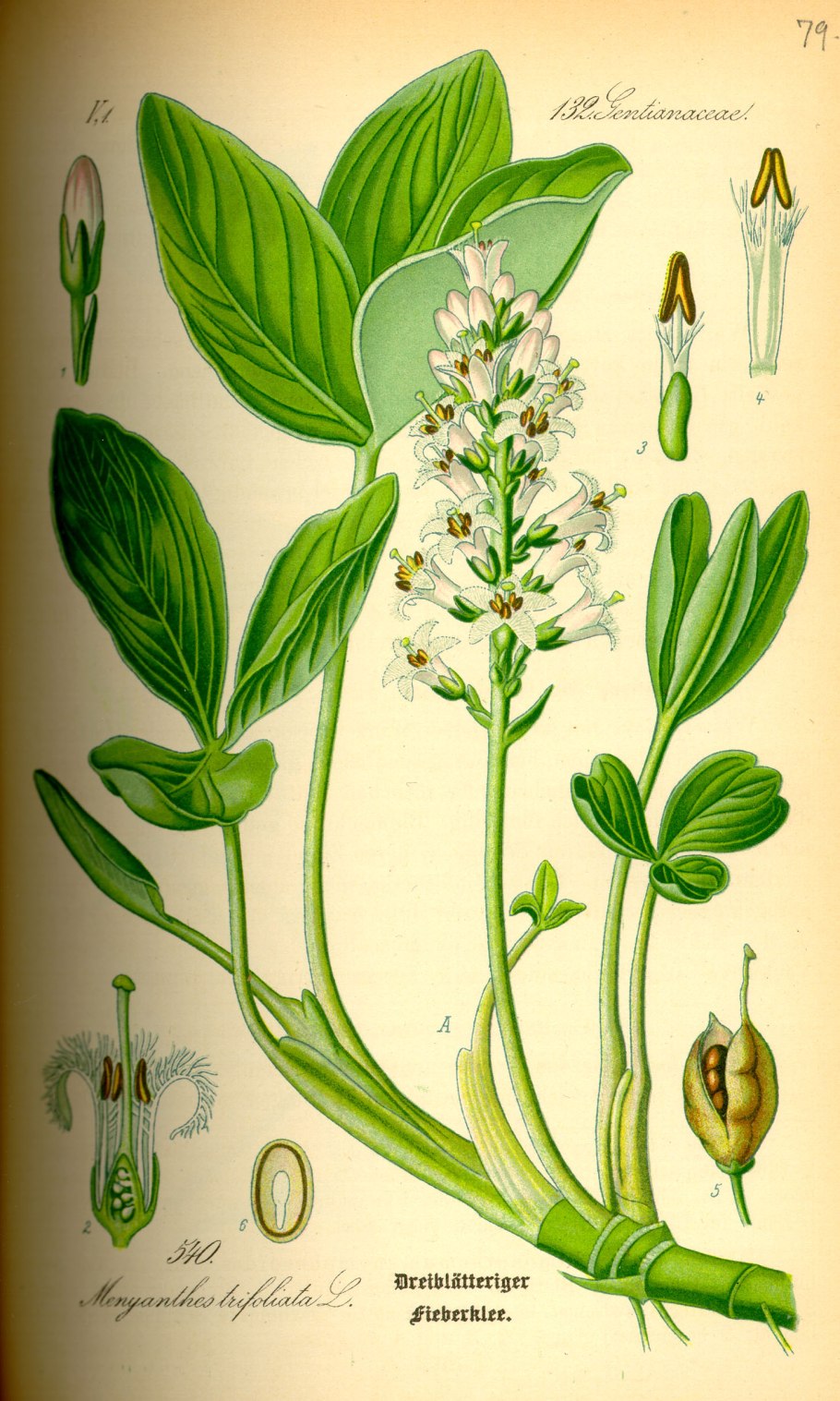 Lepidobotrys