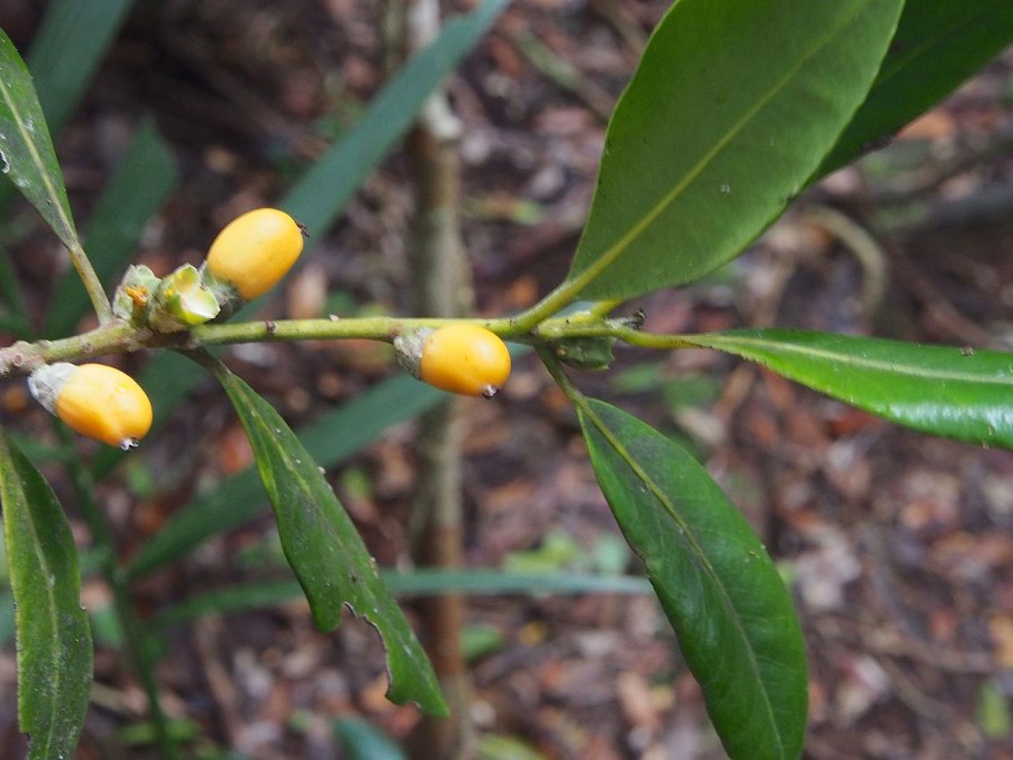 Menyanthes trifoliata