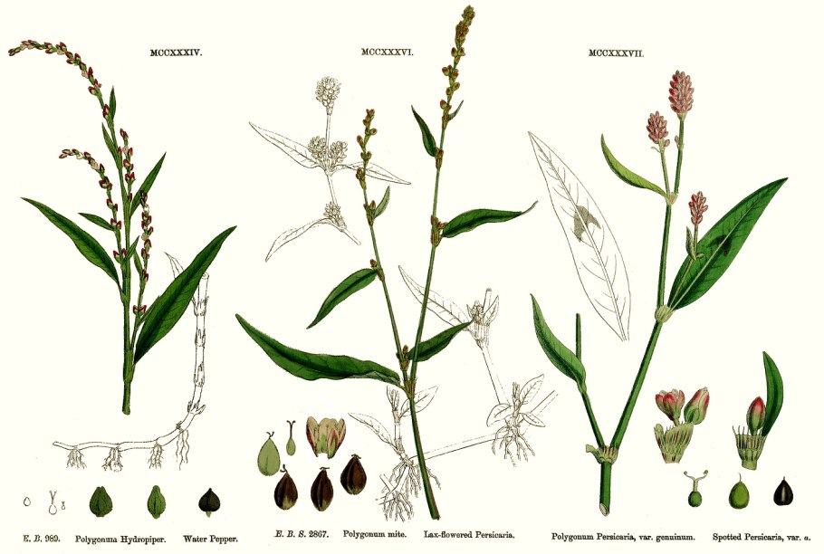 Пастушья сумка обыкновенная (Capsella Bursa-pastoris)