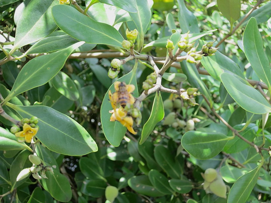 Стрелолист широколистный latifolia