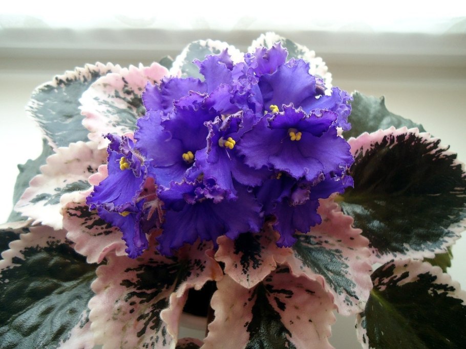 Узамбарская фиалка Джиллиан