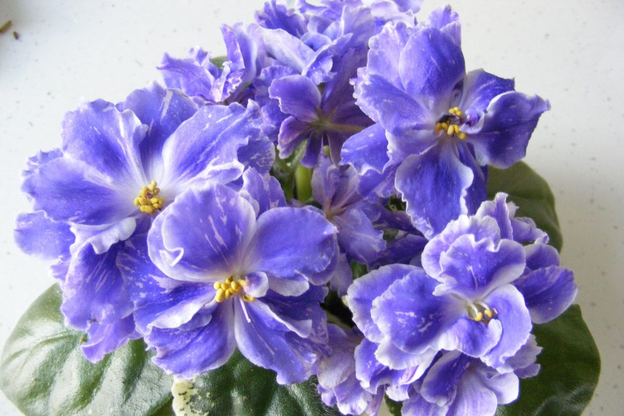 Орудие фиалка