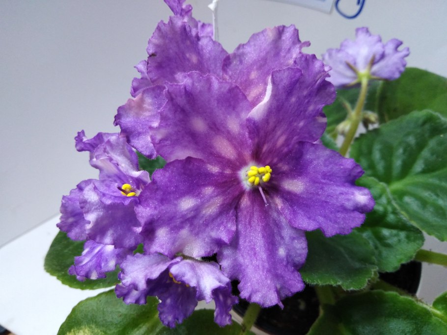 Фиалка Mac s smoldering Sapphire