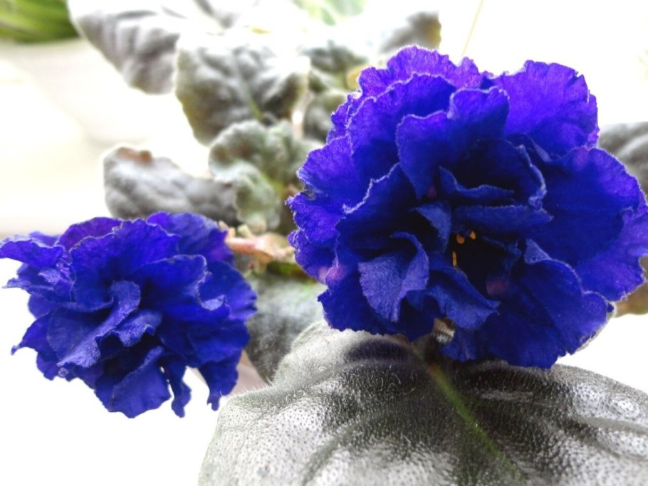 Сенполия morganisroji