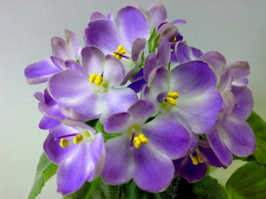 Фиалка Патрена фото