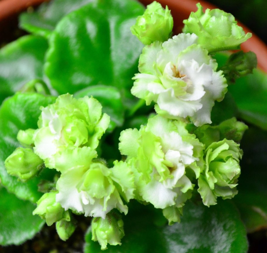 Примула Вивьен