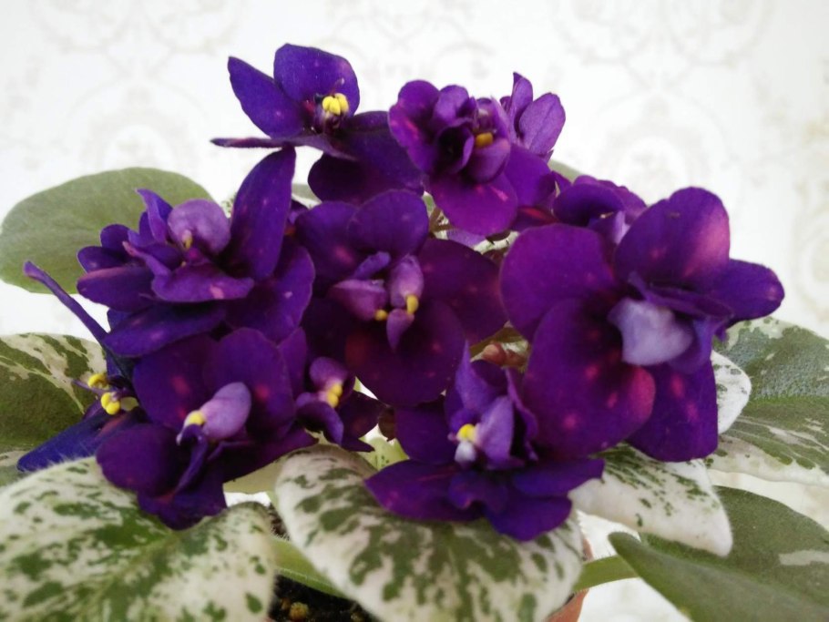 Фиалка Rob's Bee Boopsie