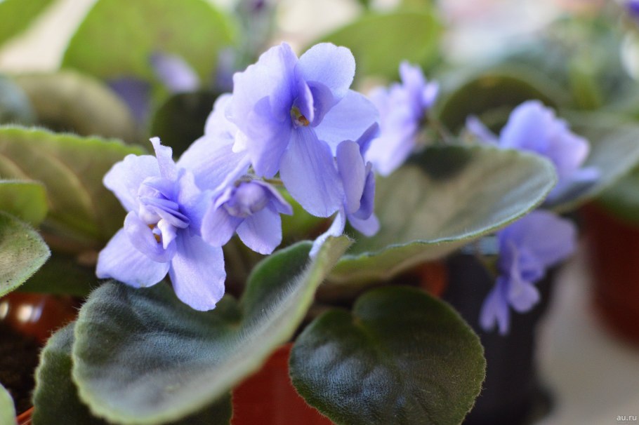 Фиалка РС Виконт