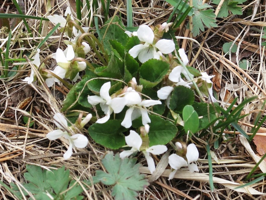 Ян Паша фиалка фото