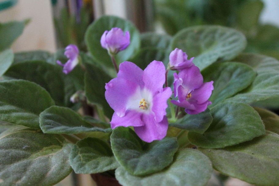 Фиалка 8е Esprit d Escalier