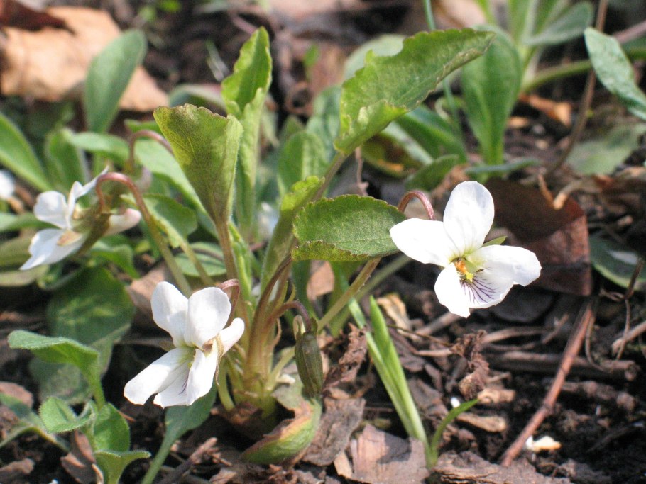 Фиалка Тихоокеанская белая