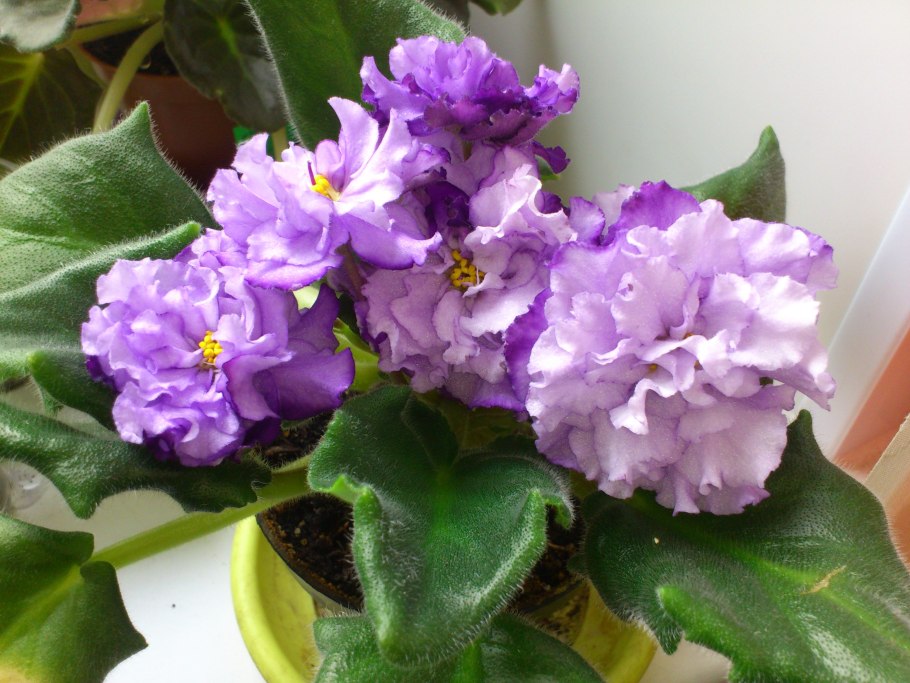 Фиалка Ле Беатриса