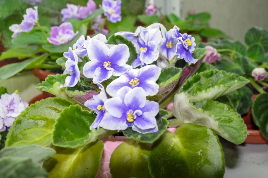 Фиалка ЕК селфи