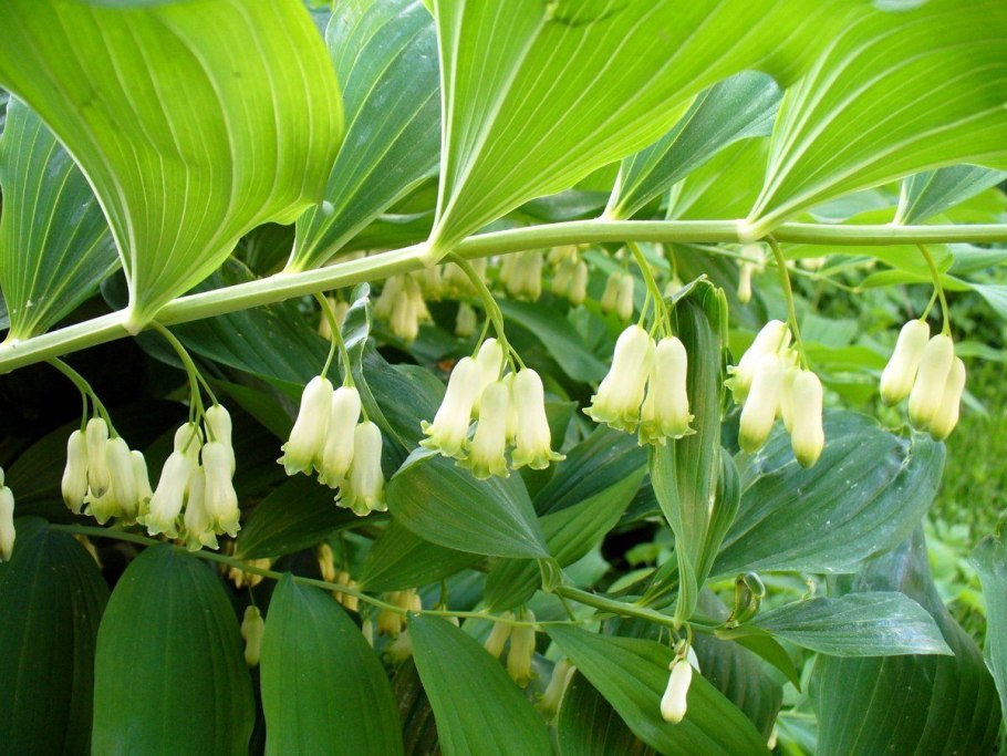 Купена (Polygonatum)