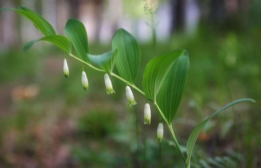Polygonatum odoratum (купена душистая)