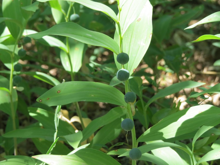 Купена (Polygonatum)