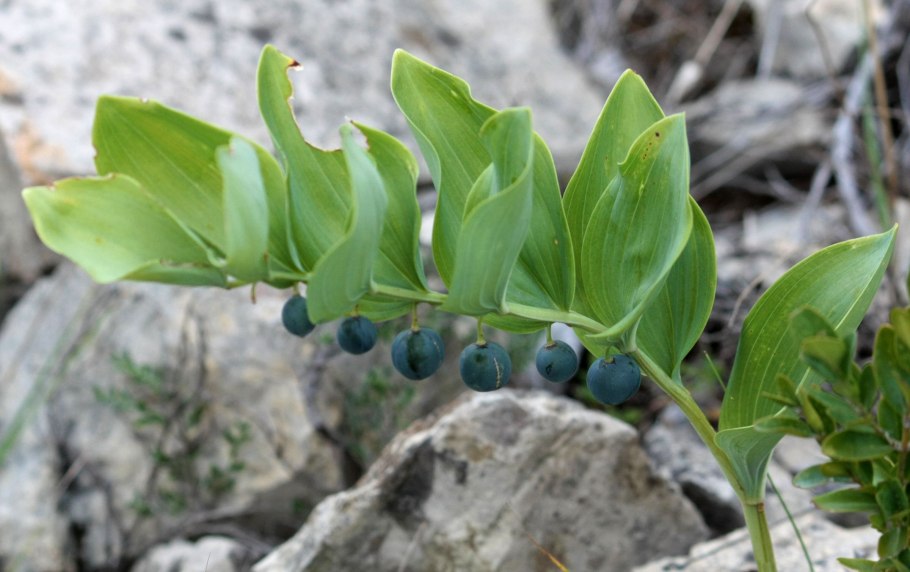 Купена Сибирская (Polygonatum sibiricum)