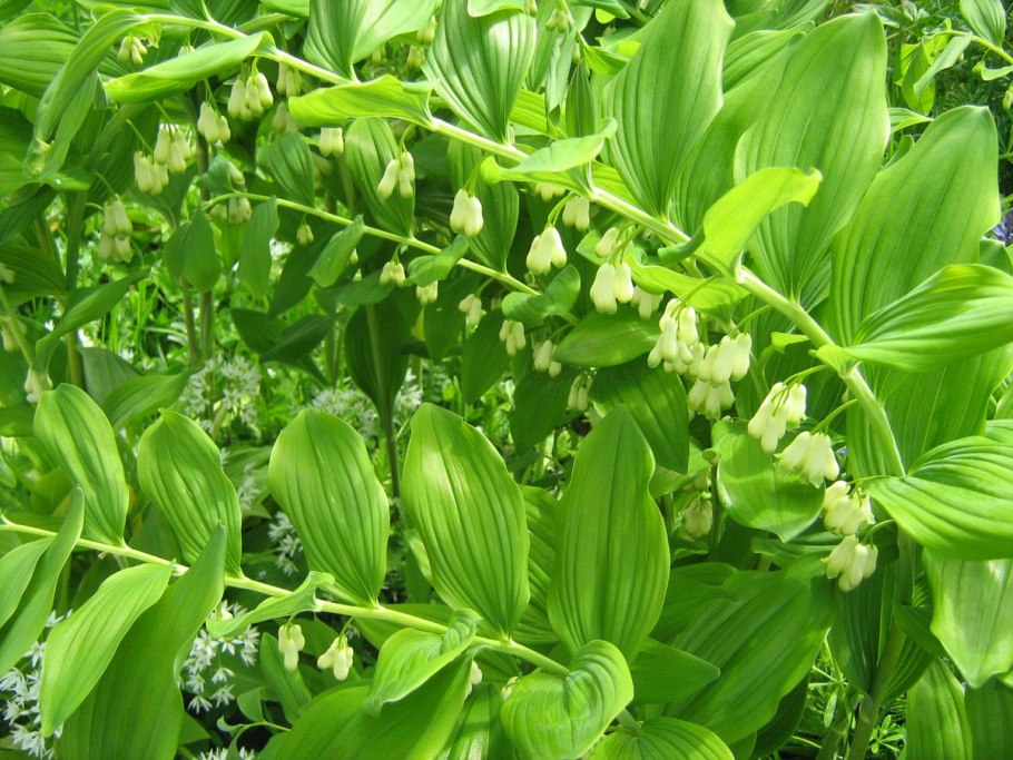 Купена душистая