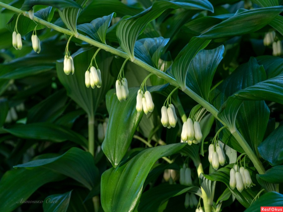 Купена odoratum