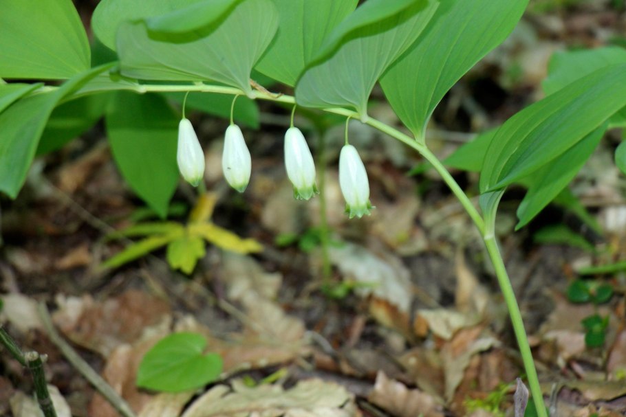 Купена odoratum