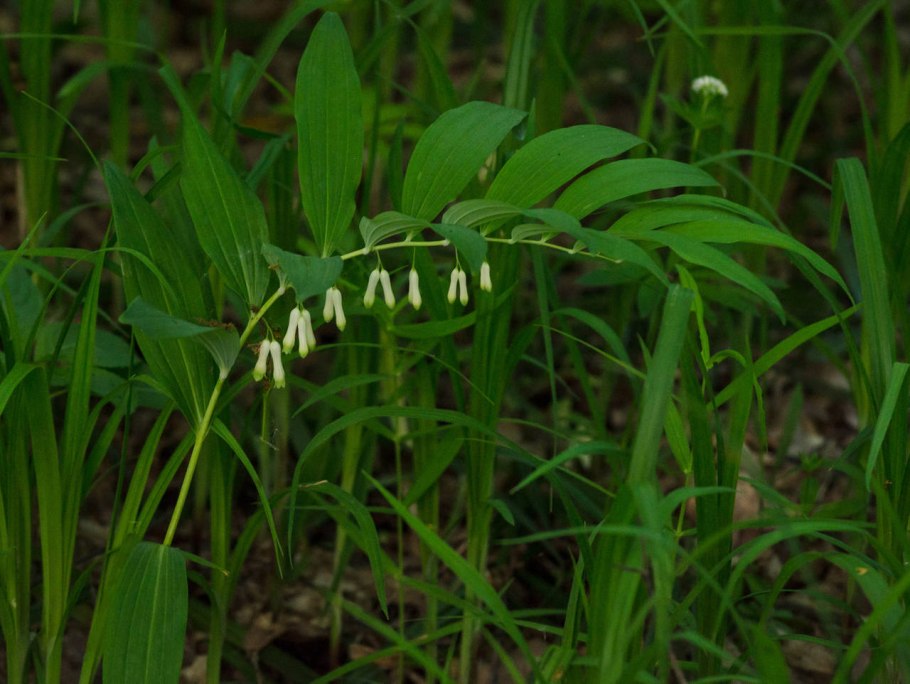 Polygonatum odoratum