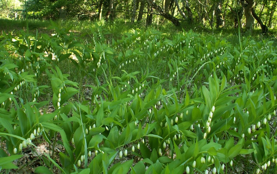 Купена многоцветковая (Polygonatum multiflorum)