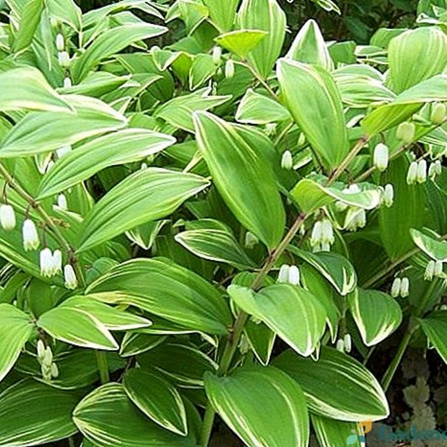Купена polygonatum