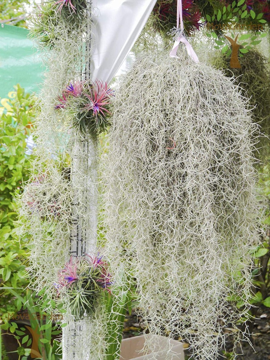 Тилландсия usneoides