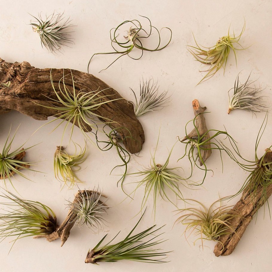Тилландсия usneoides