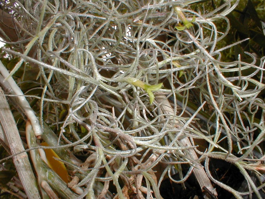 Tillandsia usneoides Тилландсия уснеевидная