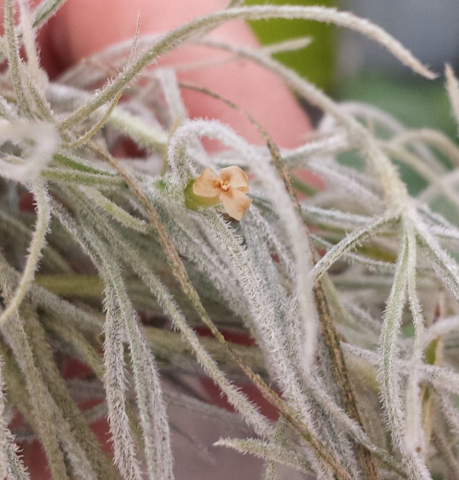 Тилландсия usneoides